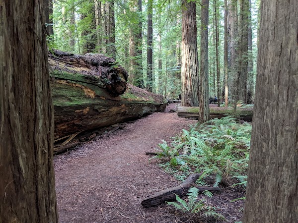 Humboldt Redwoods State Park 4