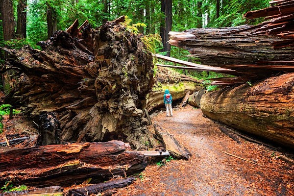 Humboldt Redwoods State Park 3
