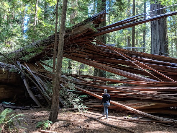 Humboldt Redwoods State Park 2