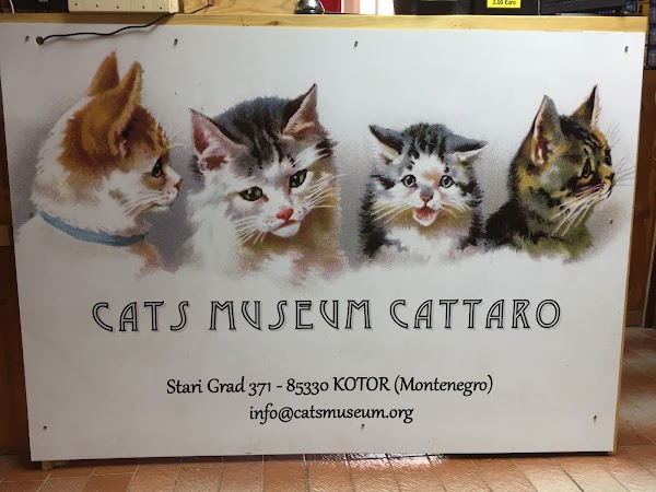 Kotor Cats Museum 5