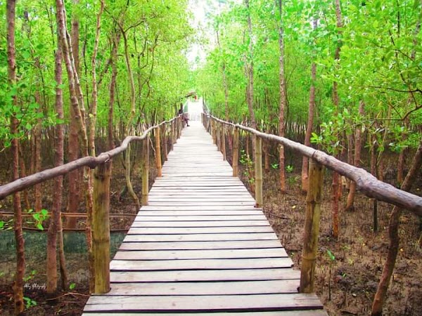 Bakhawan Ecopark 1