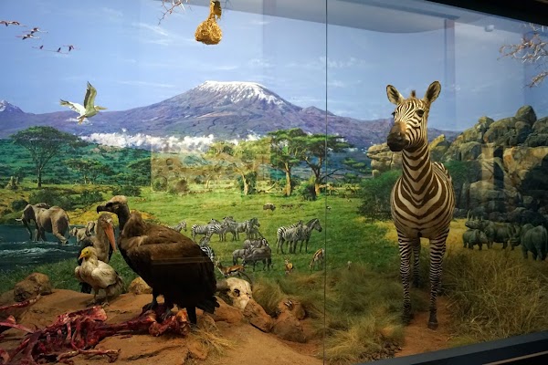 SNM-Natural History Museum 4