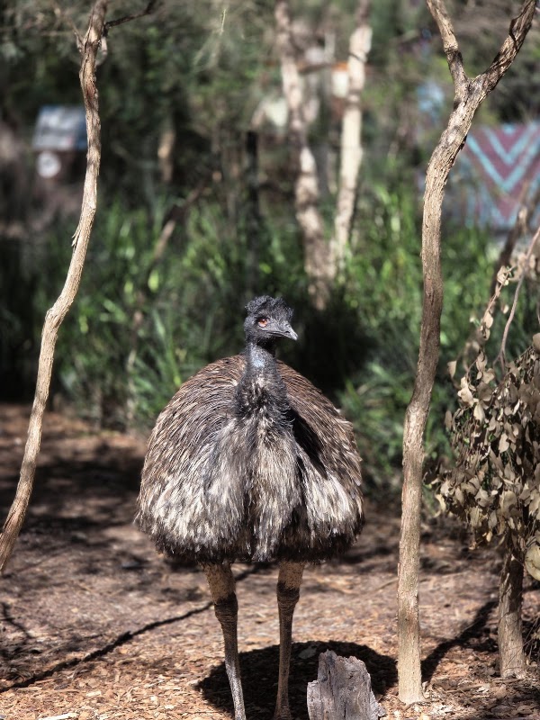 Healesville Sanctuary (Zoos Victoria) 5