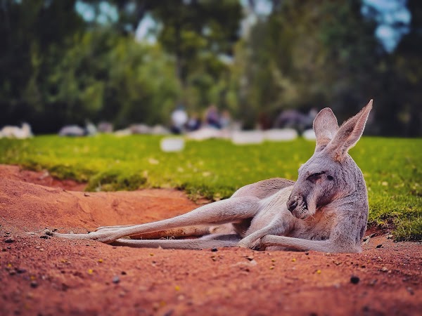 Healesville Sanctuary (Zoos Victoria) 4