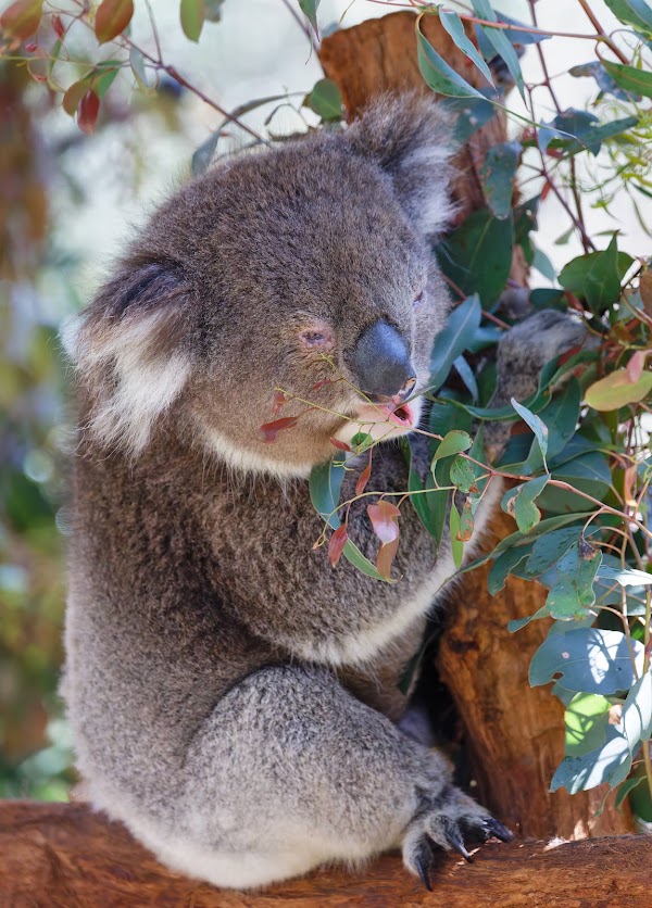 Healesville Sanctuary (Zoos Victoria) 3