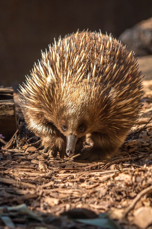 Healesville Sanctuary (Zoos Victoria) 2