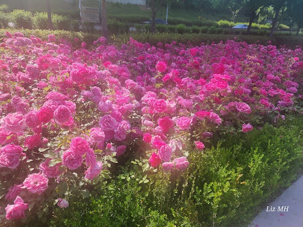 Seoul Rose Festival 1