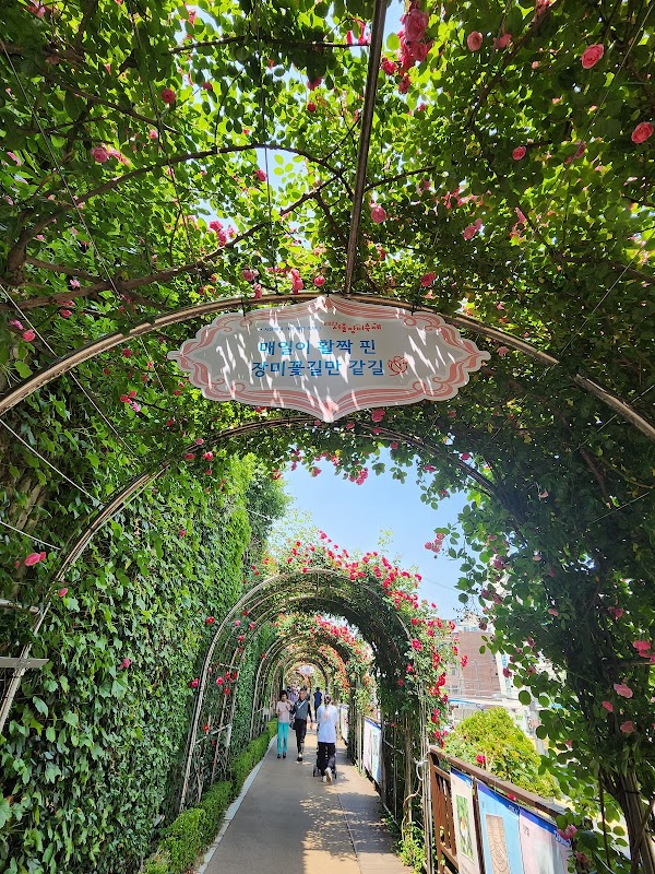 Seoul Rose Festival 5
