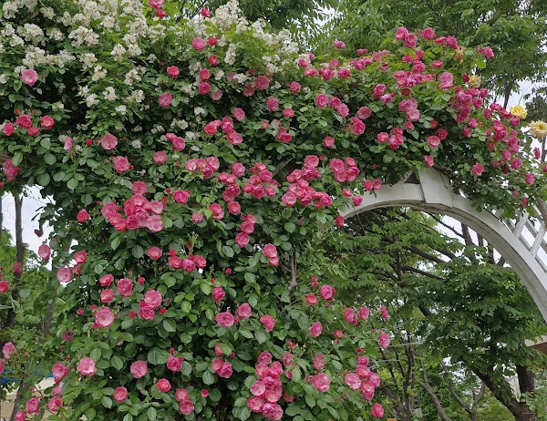 Seoul Rose Festival 4