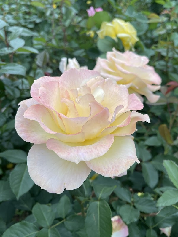 Seoul Rose Festival 2