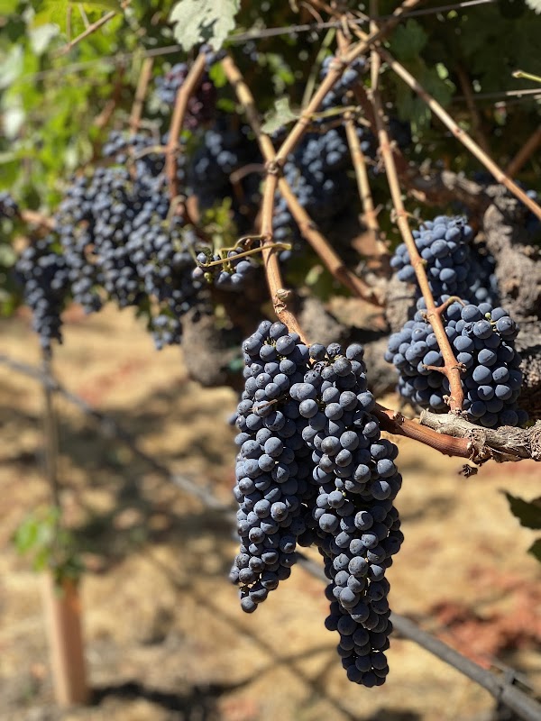 Grgich Hills Estate 4