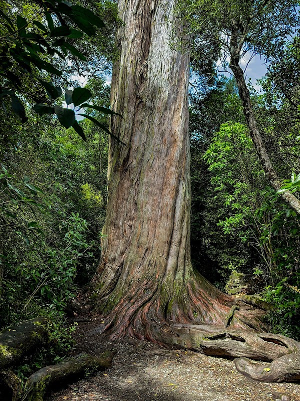 Big Tree Walk at Peel Forest 1