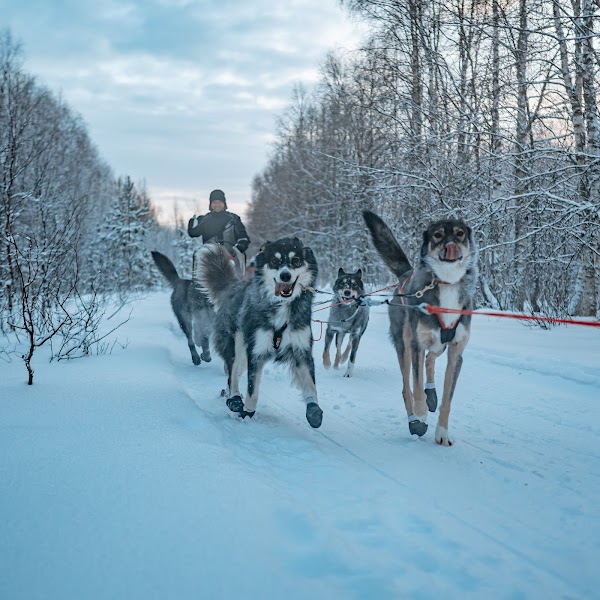 StayLapland - Husky, Reindeer, Snowmobile, and Northern Lights Tours 3