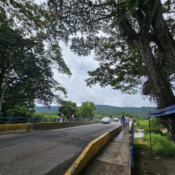 Crocodile bridge 3
