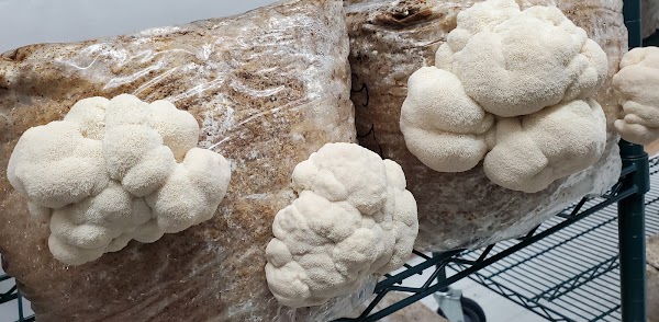 Feeney's Fungi Farm 1