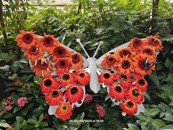 Butterfly Garden 4