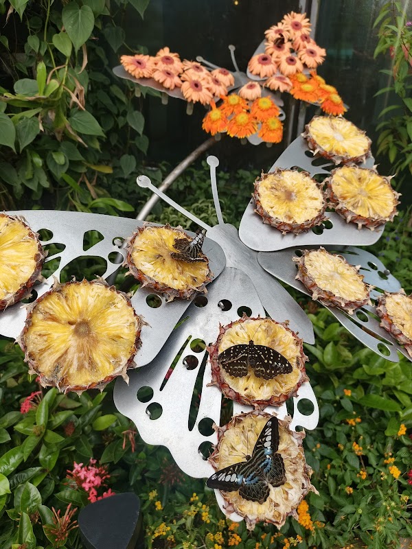 Butterfly Garden 3