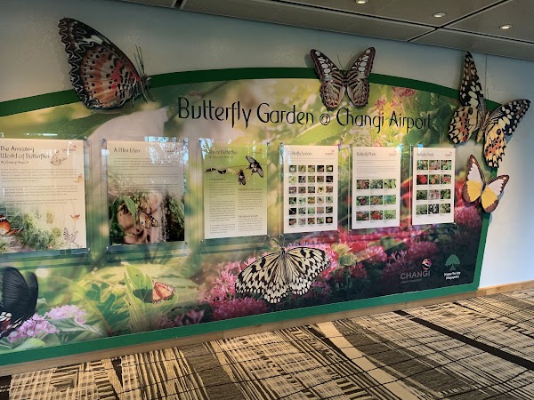 Butterfly Garden 2