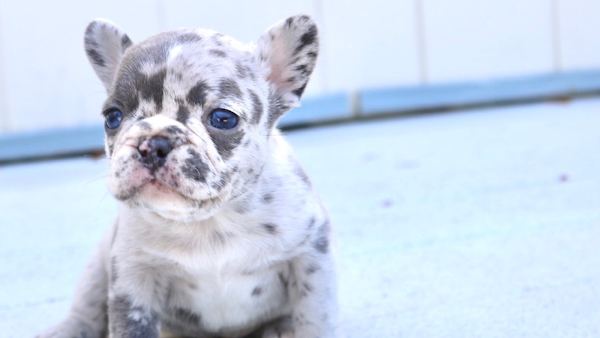 Ethical Frenchie
