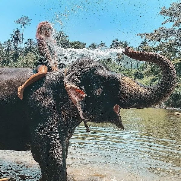 Pinnawala