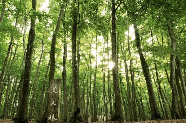 Bijin Bayashi Forest 1