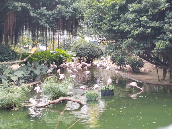 Kowloon Park Bird Lake 5