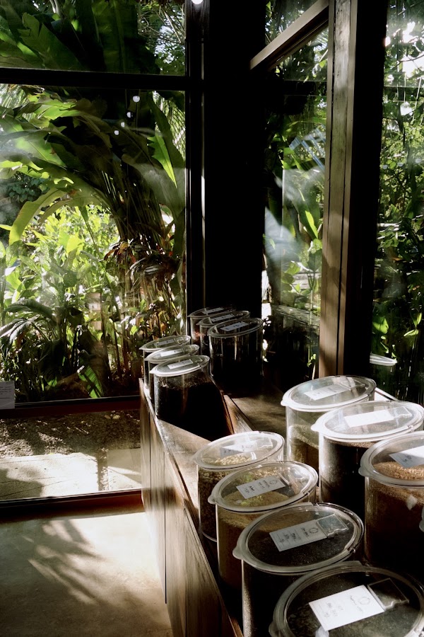 Matcha Bar - Siargao