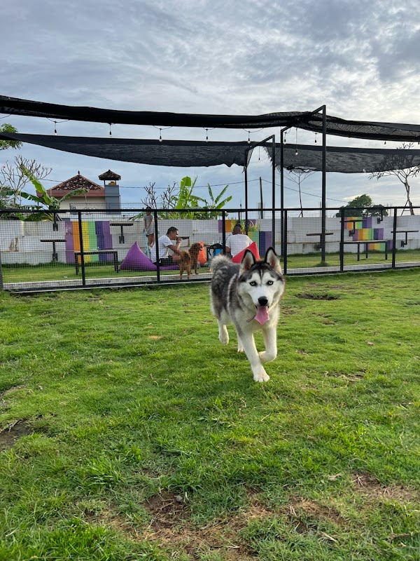 Barking Lot