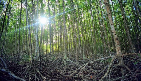 Khu dự trữ sinh quyển rừng ngập mặn Cần Giờ 4