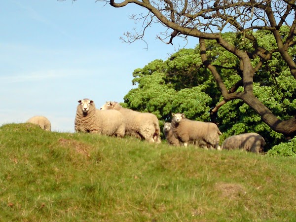 Hawarden 3