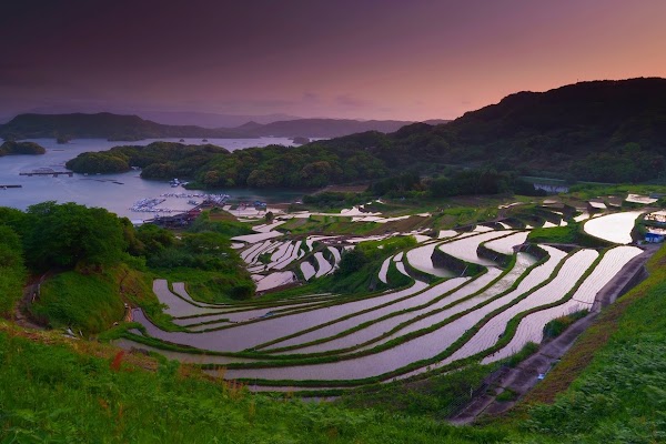 Oura Rice Terraces 1