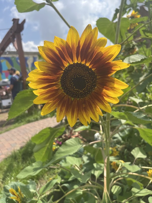 Paradigm Gardens 4