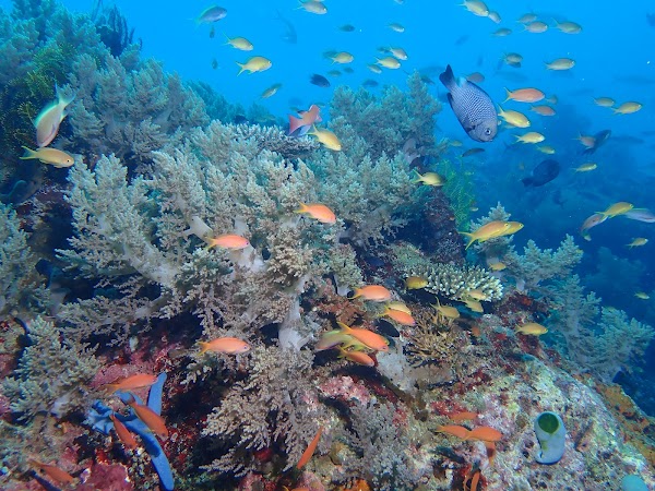 Balicasag Marine Sanctuary 4