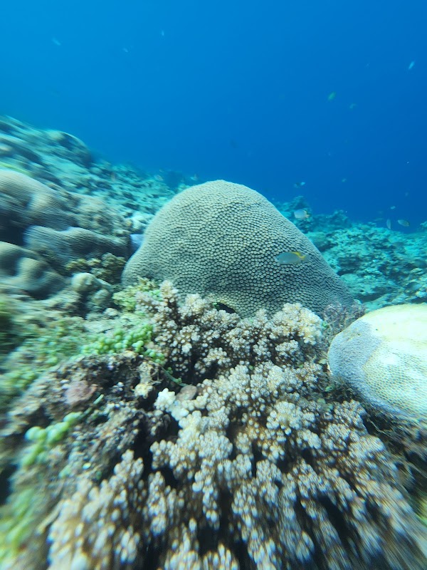 Balicasag Marine Sanctuary 2