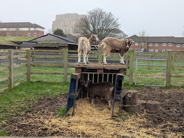 Surrey Docks Farm 3