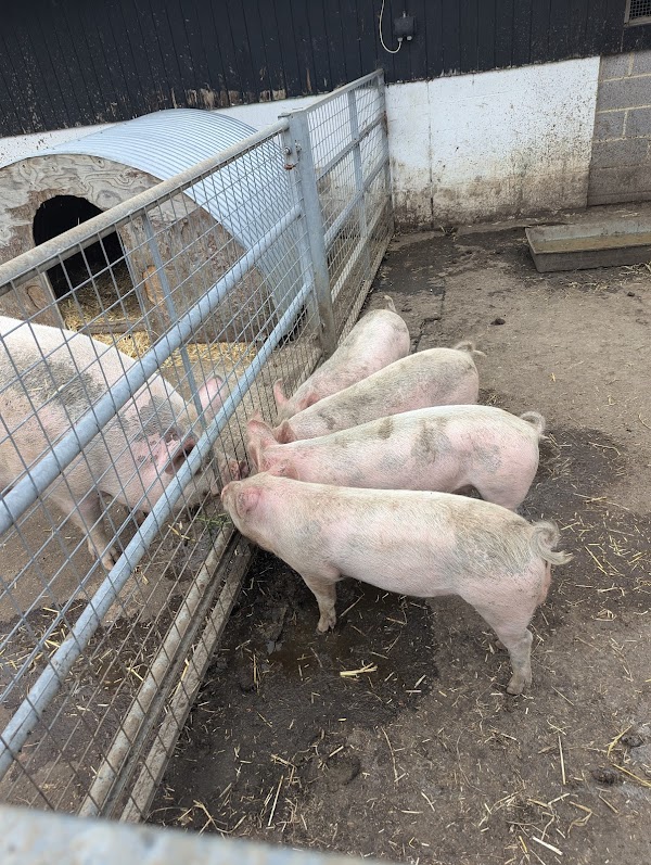 Surrey Docks Farm 2