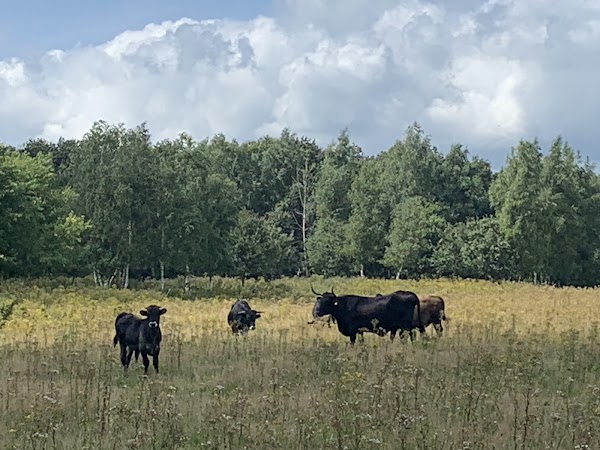 Drents-Friese Wold National Park 4