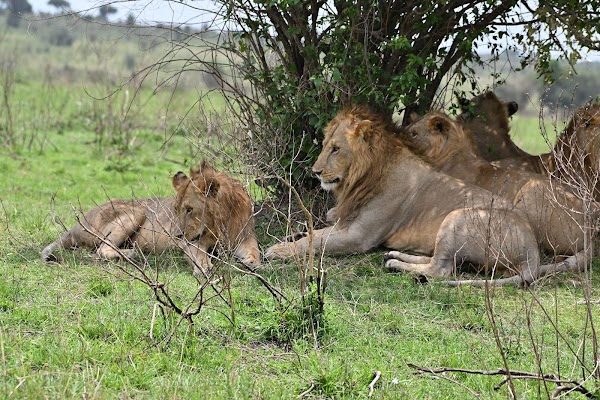 Maasai Mara National Reserve 2