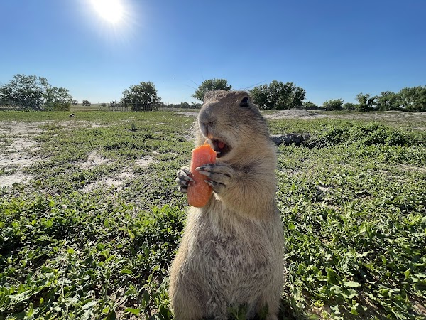 Prairie Dogs Field 1