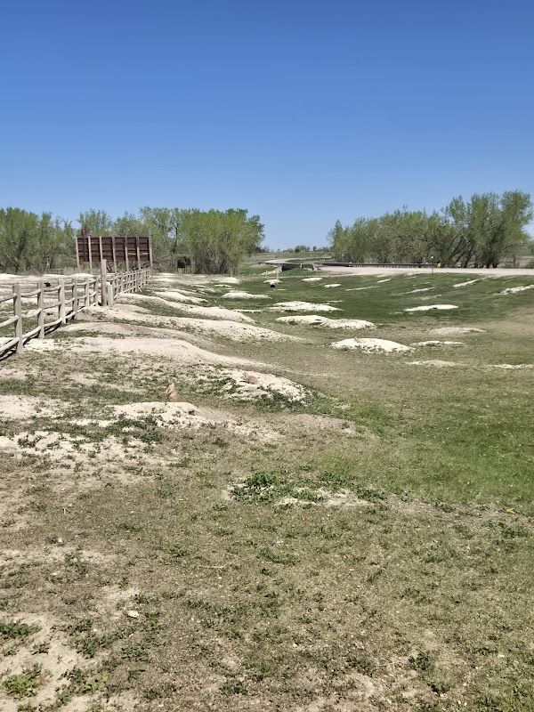 Prairie Dogs Field 4