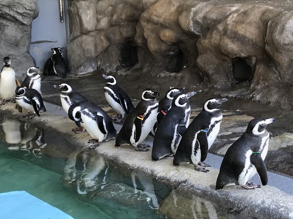 Shinagawa Aquarium 4