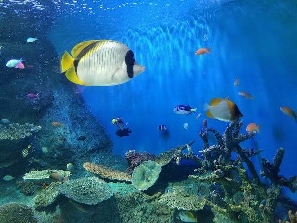 Shinagawa Aquarium 2