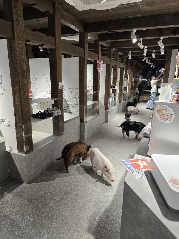 pignic cafe Asakusa【mini pig cafe】 3