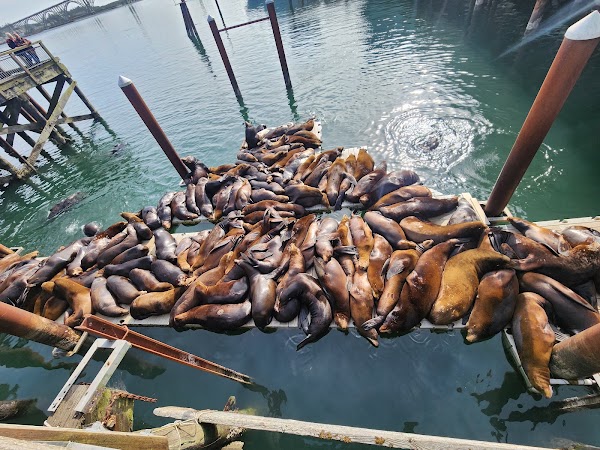 Sea Lion Docks 1
