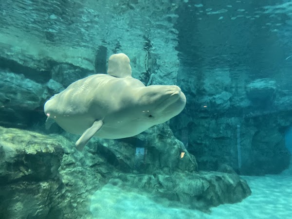 Port Of Nagoya Public Aquarium 2