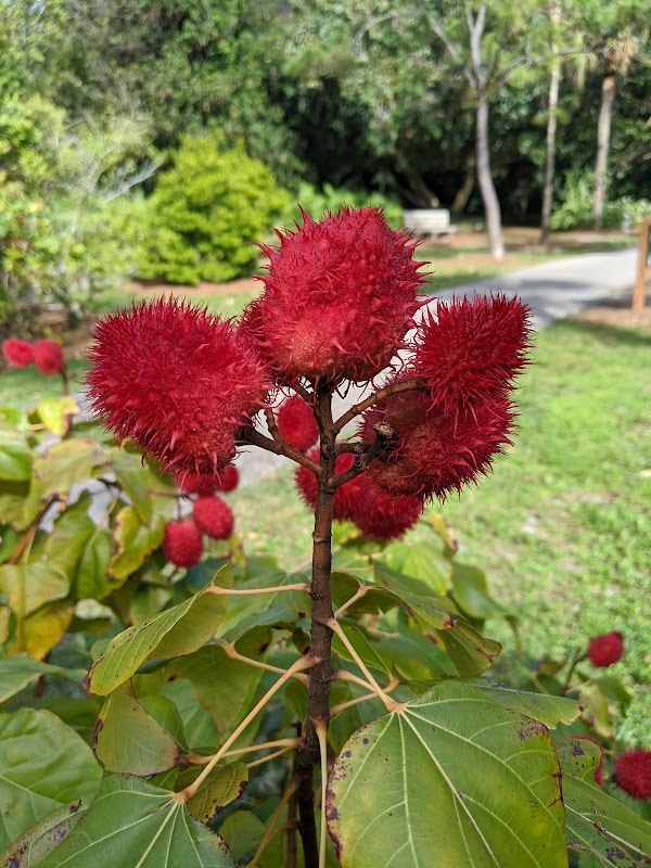 Deerfield Beach Arboretum