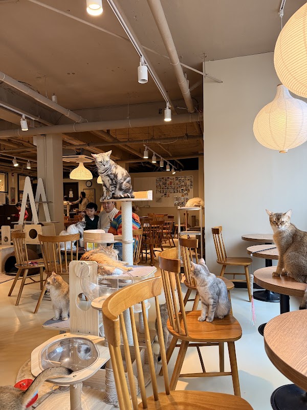 Cat Cafe Cat's Sarangchae 5