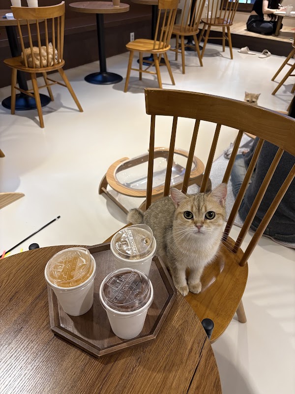 Cat Cafe Cat's Sarangchae 4