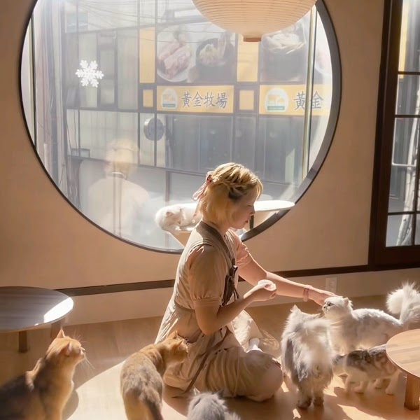 Cat Cafe Cat's Sarangchae 3