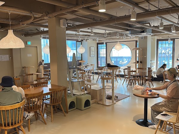 Cat Cafe Cat's Sarangchae 2